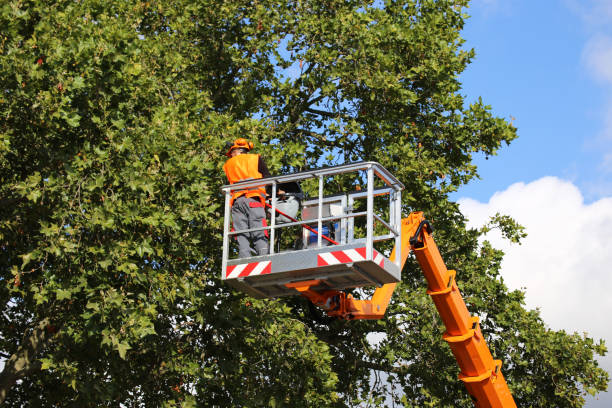 Tree Root Removal in Central, SC